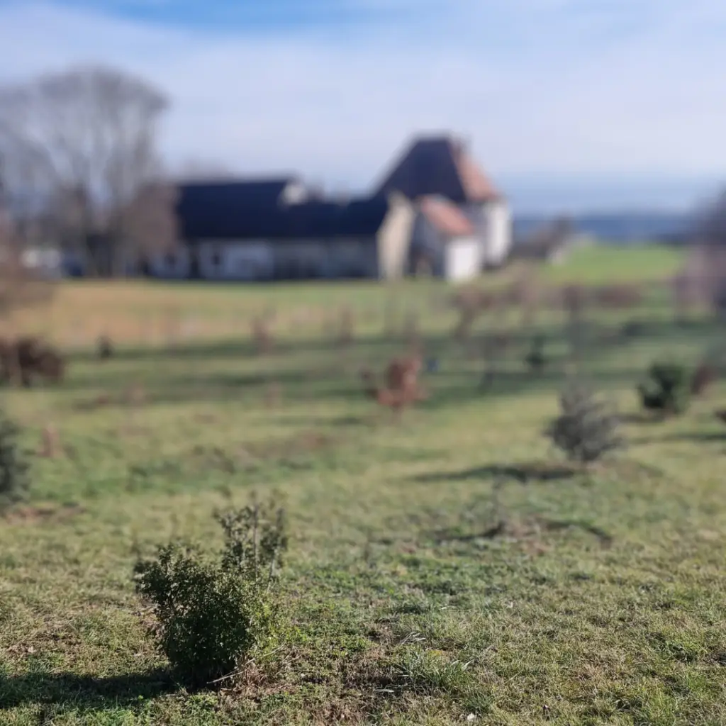 Trufficulture en Suisse