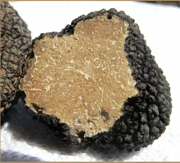 truffe suisse automne bonvillars