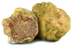tartufo bianco 800x522