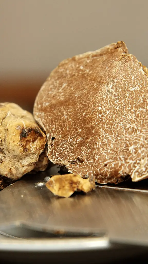 truffe blanche