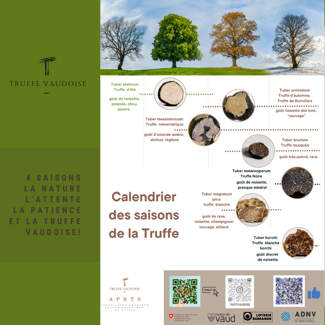 saison des truffes