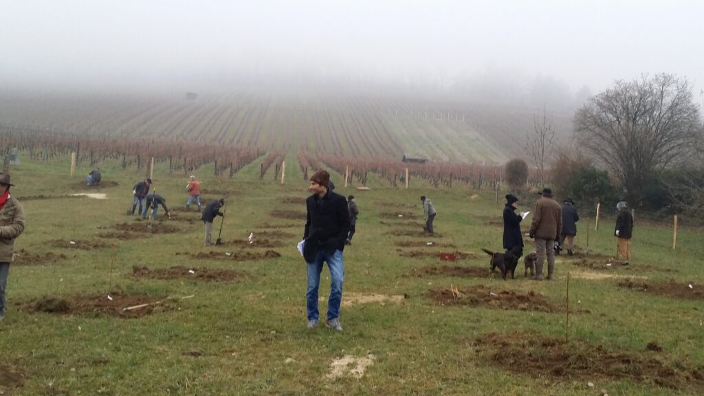 Plantation de la truffière didactique de Bonvillars en 2016