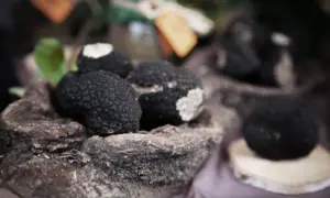 aestivum