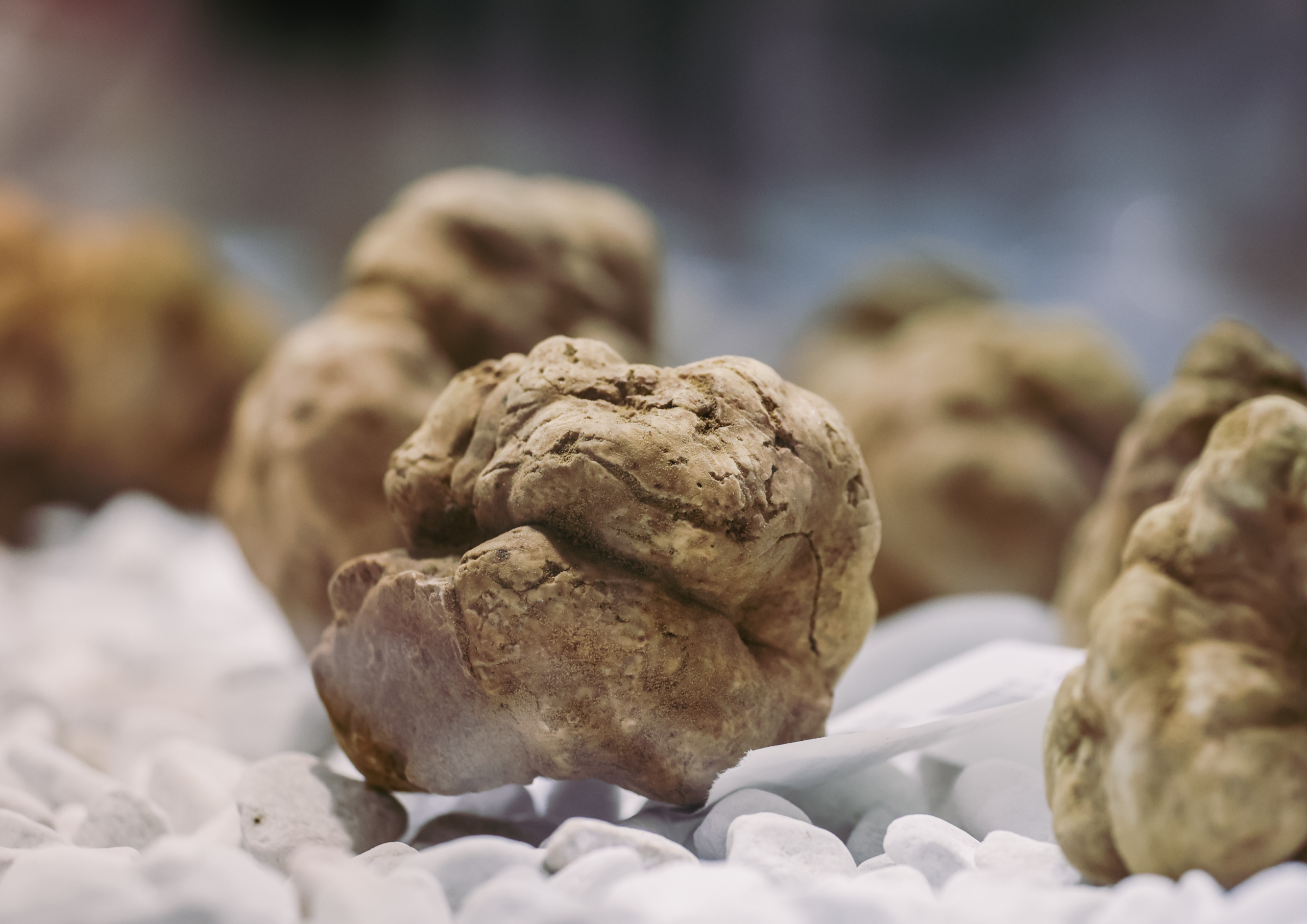 Truffe blanche d'Alba