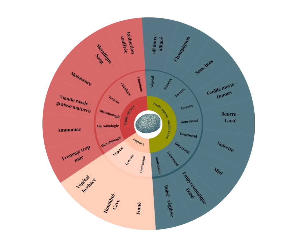 roue aromatique de la truffe