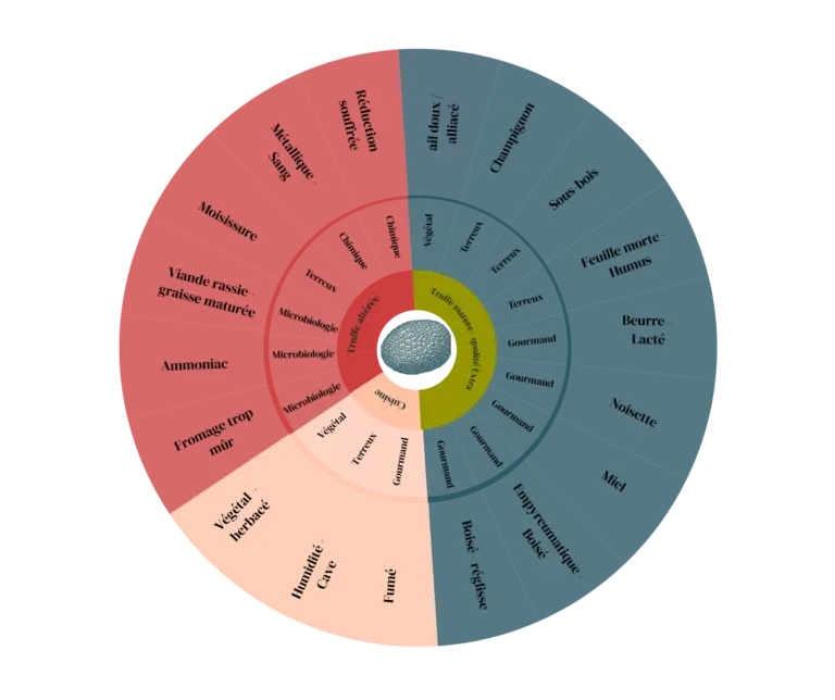 roue aromatique de la truffe