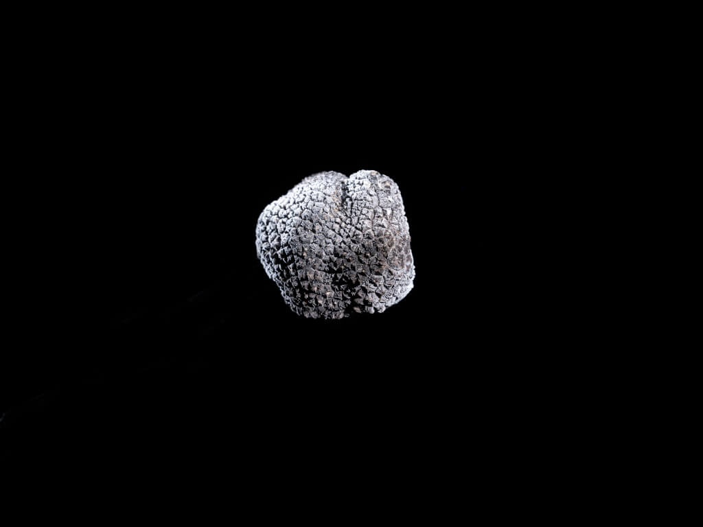 Truffe noire de la Truffière didactique de Bonvillars